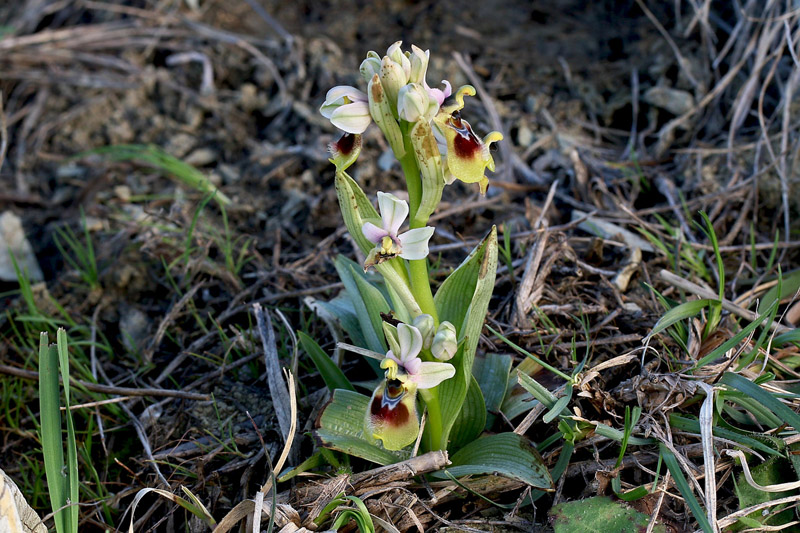 Ophrys tenthredinifera subsp. neglecta (Parl.) E.G. Camus